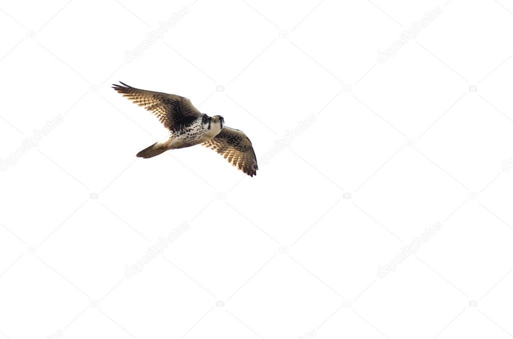 Prairie Falcon Flying on White Background
