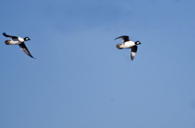 Two Common Goldeneye Ducks Flying in a Blue Sky clipart