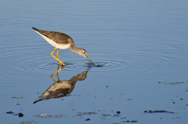 bir balık yakalamak kum kuşu