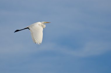 bulutlu gökyüzü uçan büyük ak balıkçıl