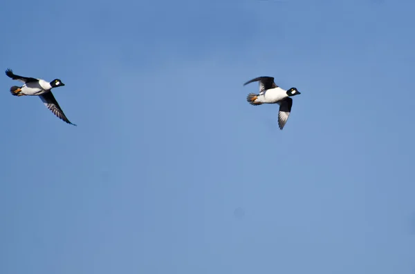 湛蓝的天空中飞行的两个常见黄金眼鸭子 — 图库照片