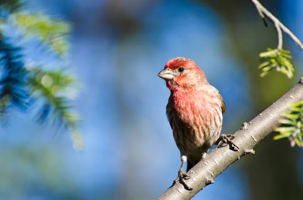 Casa Finch Empoleirado em uma árvore — Fotografia de Stock