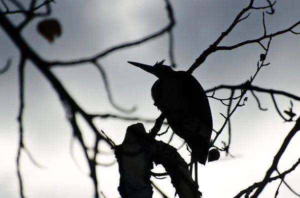 Silueta velké modré volavky sedící na stromě — Stock fotografie