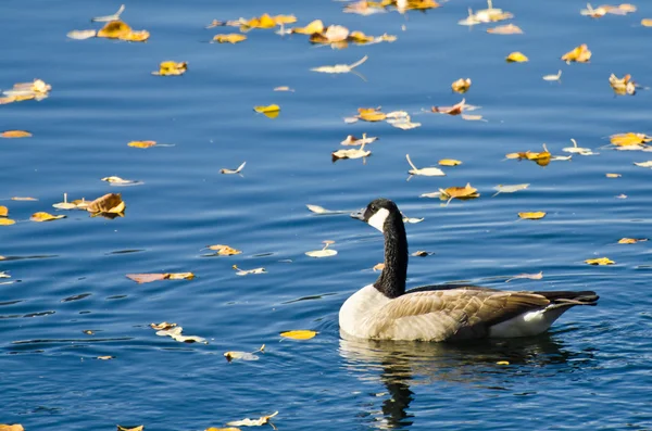 Canadá Goose Natação entre folhas de outono — Fotografia de Stock