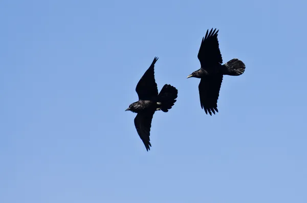 Två svarta korpar flyger i en blå himmel — Stockfoto