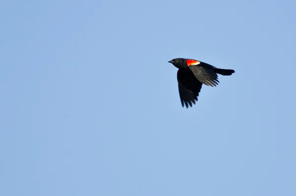 Quiscale à ailes rouges en vol — Photo