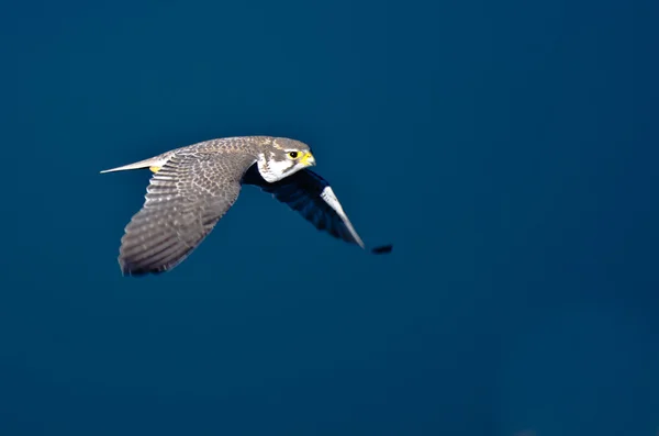 Prairie Falcon in Flight Over the River Viewed From Above — Stock Photo, Image