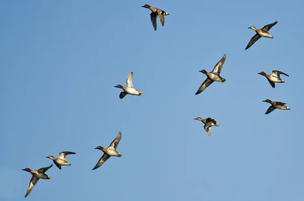 Kudde van green - winged teals vliegen in een blauwe hemel — Stockfoto