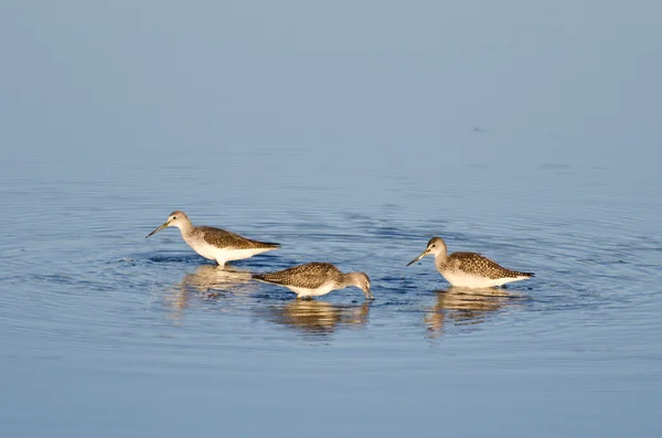 Three Sandpipers in Shallow Water — Stock Photo, Image