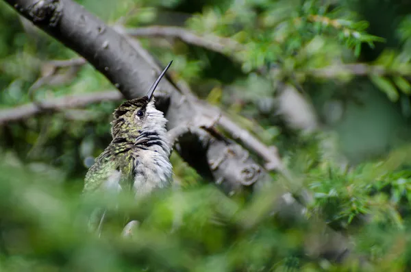 Ruggig hummingbird letar efter problem — Stockfoto