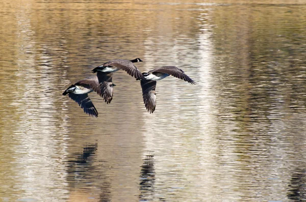 Canadá Gansos voando sobre a água — Fotografia de Stock