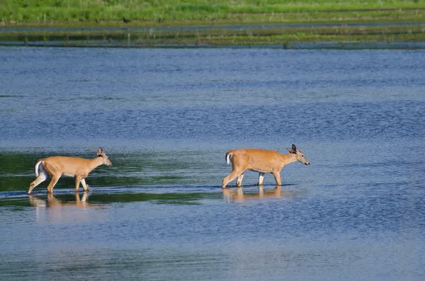 Twee herten uit waden in het water — Stockfoto