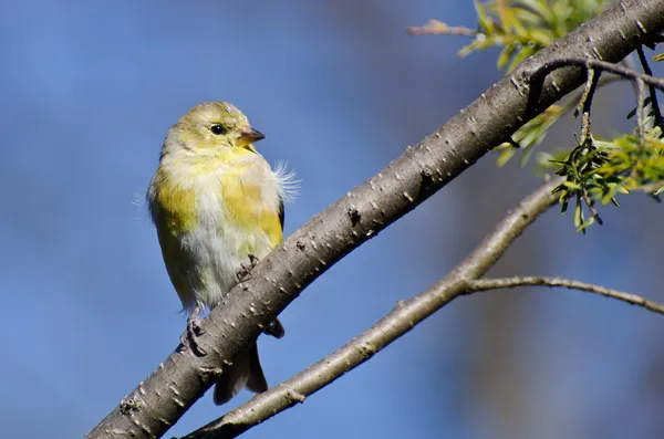 Kvinnliga goldfinch med lös fjäder uppflugen i ett träd — Stockfoto