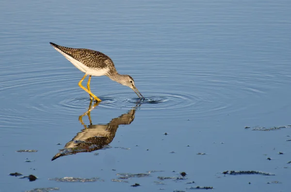 Sandpiper cattura di un pesce — Foto Stock