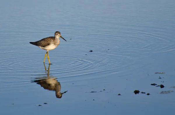 Lone Sandpiper in Shallow Water — Stock Photo, Image