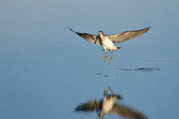 Sandpiper aterrizaje mientras lleva un pez — Foto de Stock