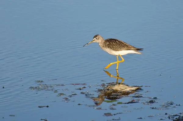 Lone strandloper in ondiep water — Stockfoto