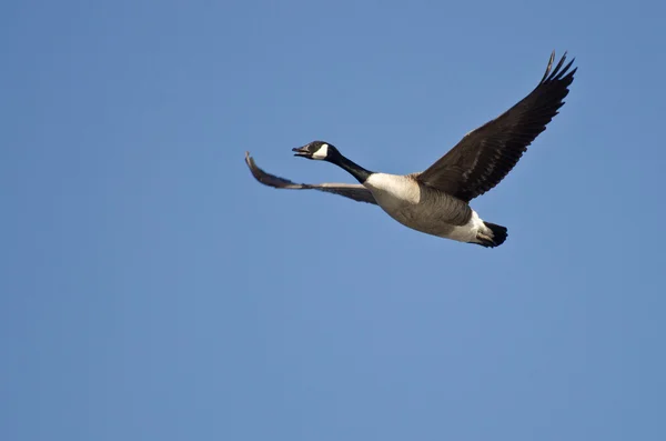 孤独的加拿大鹅在蓝色的天空中飞翔 — 图库照片