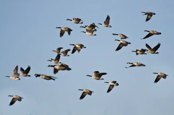 Stor flock gäss som flyger i blå himmel — Stockfoto