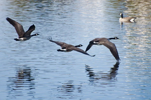 Kanadagänse fliegen über Wasser — Stockfoto