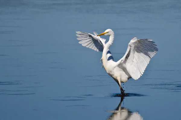 Great Egret เชื่อมโยงไปถึงในน้ําตื้น — ภาพถ่ายสต็อก