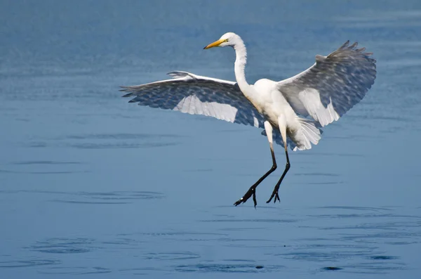 Great Egret Landing in Shallow Water — Stock Photo, Image