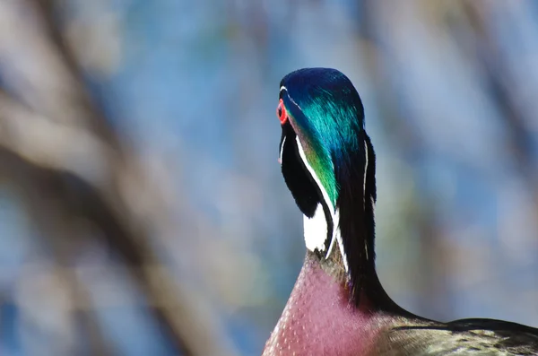 Mužské dřevo Kačer, výhled na jezero — Stock fotografie