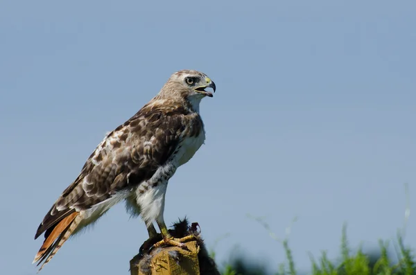 Red-Tailed Hawk Profile — Stock Photo, Image