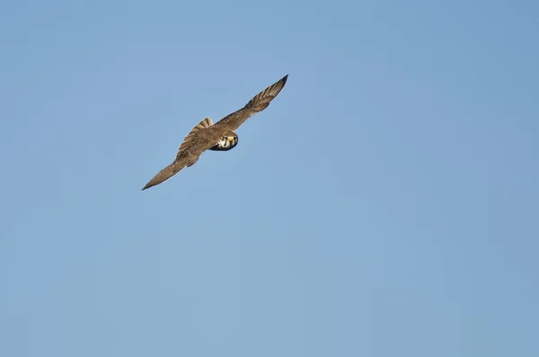 Prairie Falcon Flying and Making Eye Contact — Stock Photo, Image