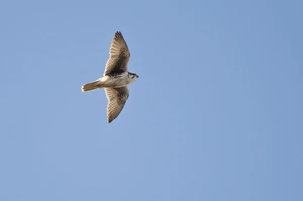 Prairie falcon vliegen in een blauwe hemel — Stockfoto