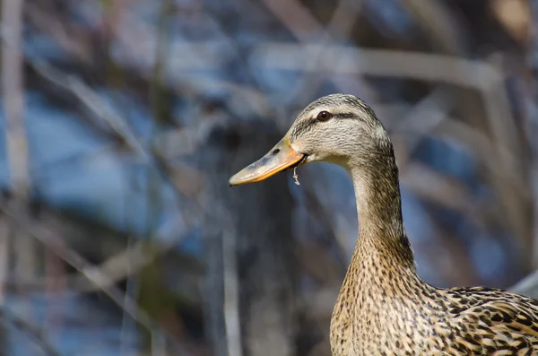 Perfil de cerca de un pato mallardo hembra —  Fotos de Stock