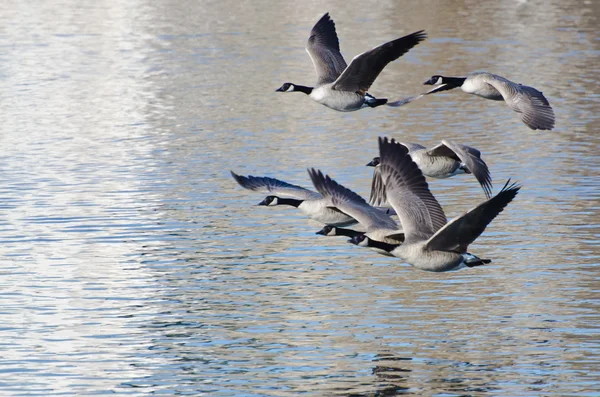 Kanada kazlar denizden uçuş alarak — Stok fotoğraf