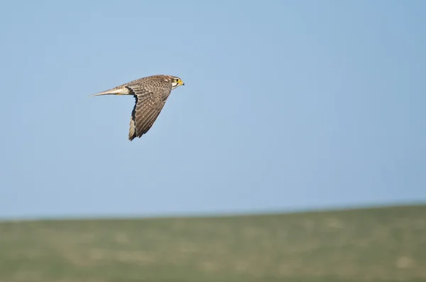 Prairie Falcon Flying Over a Field — Stock Photo, Image