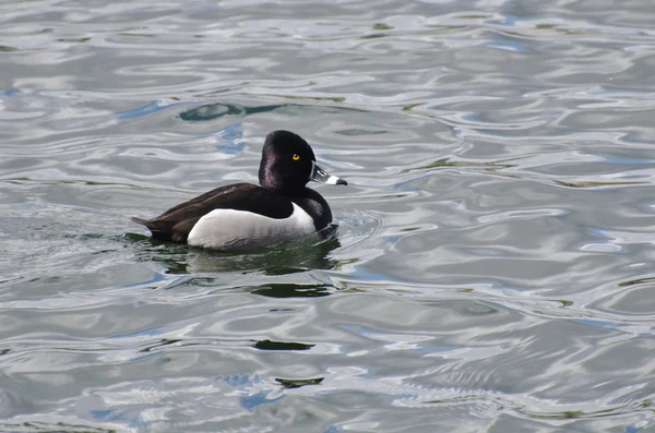 Masculino anel de pescoço pato natação em um lago — Fotografia de Stock