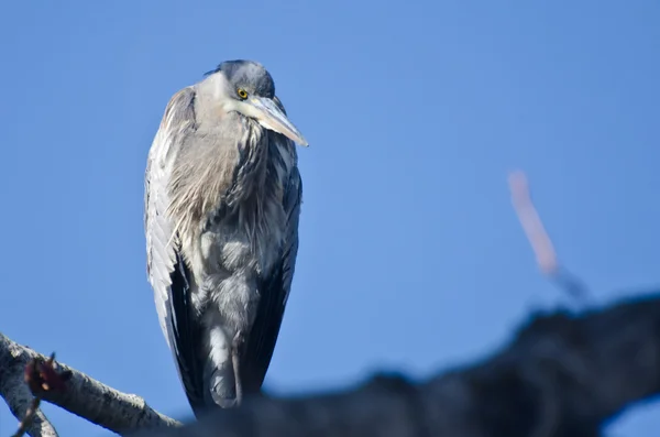 Great blue heron wznosi się w drzewo — Zdjęcie stockowe