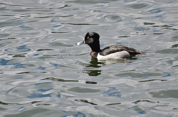 Masculino anel de pescoço pato natação em um lago — Fotografia de Stock