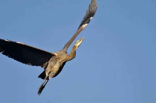 Grande airone blu che vola in un cielo blu — Foto Stock