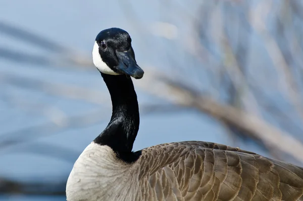 Close Up Profile of Canada Goose — Stock Photo, Image