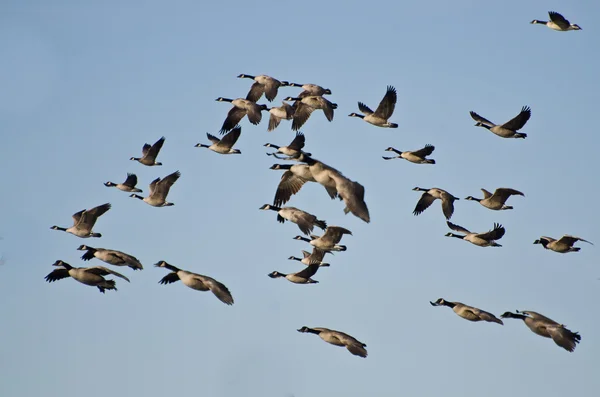 Stor flock gäss som flyger i blå himmel — Stockfoto