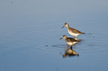 sığ suda iki kum kuşu