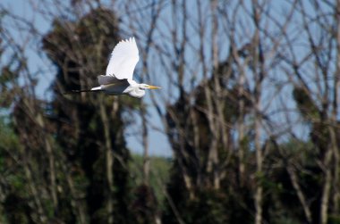 Bataklık üzerinde uçan büyük ak balıkçıl