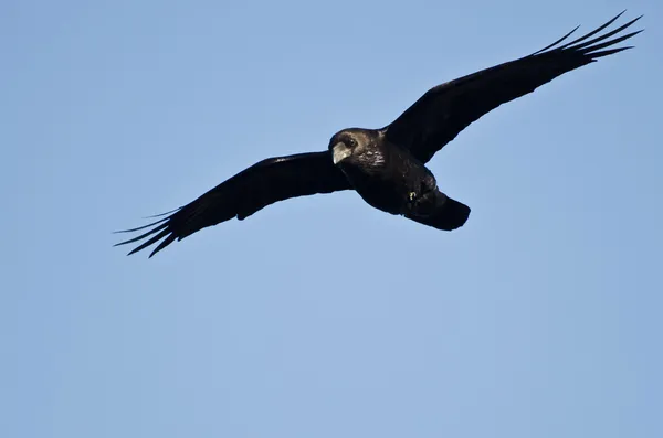 Corbeau commun volant dans un ciel bleu — Photo