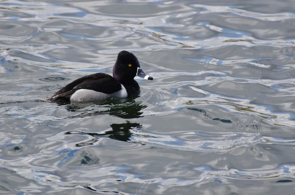 Male Ring-Necked Duck Swimming in a Lake — Stock Photo, Image