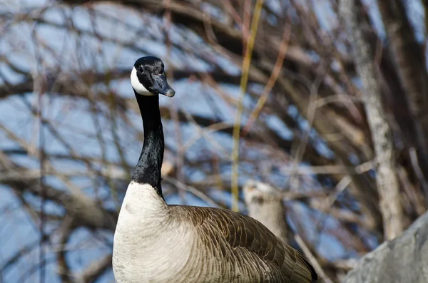 Quizzical Looking Canada Goose — Stock Photo, Image
