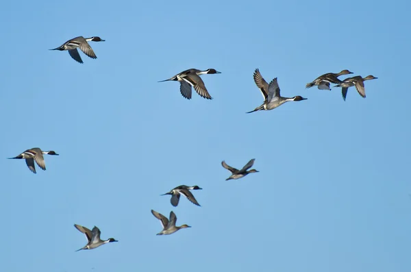 Flock norra stjärtänder flyger i blå himmel — Stockfoto