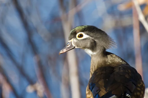 Nieuwsgierig vrouwelijke hout duck — Stockfoto