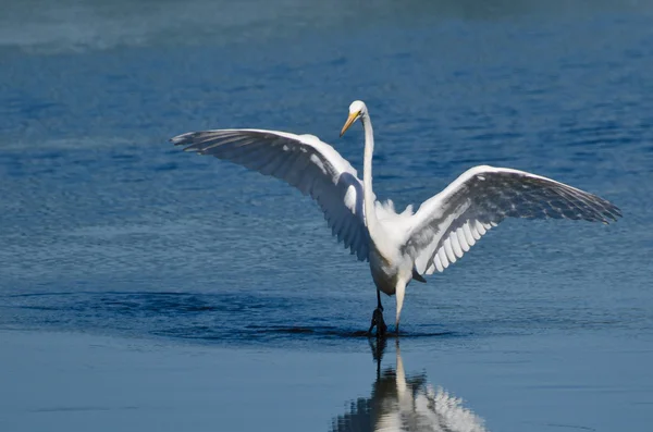 Great Egret Landing in Shallow Water — Stock Photo, Image