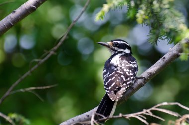 bir ağaca tünemiş kıllı ağaçkakan