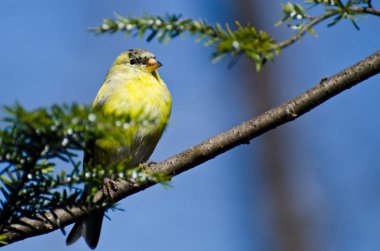 Erkek ispinozu Üreme Pluguna Dönüyor