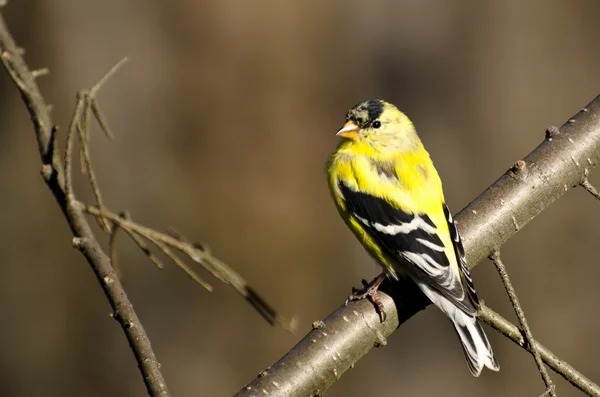 Jilguero americano macho encaramado en un árbol — Foto de Stock